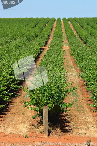 Image of grape vines