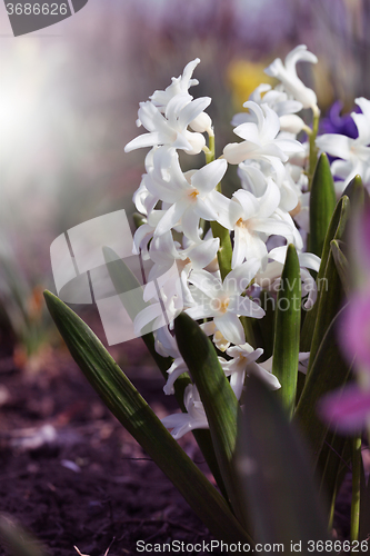 Image of White hyacinth