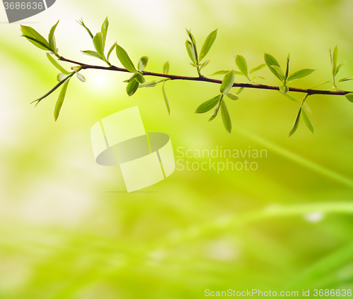 Image of branch with green leaves on a blurred background