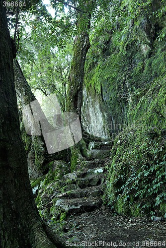 Image of path through the rainforest