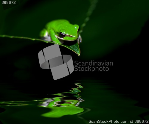Image of little frog in contemplation