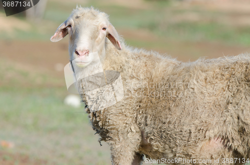 Image of Portrait of sheep on field background