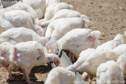 Image of Many chicks growing up chickens and turkeys peck feed tray pen