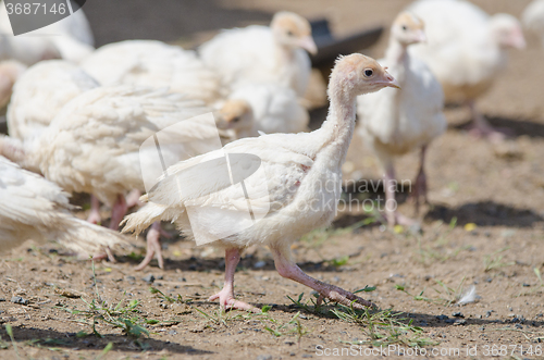 Image of Younger chickens and turkey hens