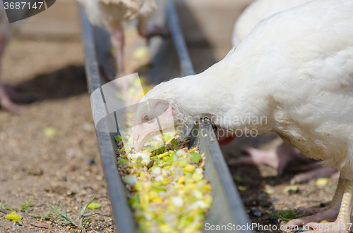 Image of The younger chick pecks food in the pan