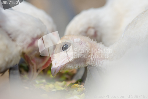 Image of Close-up of the head of the younger chick chicken