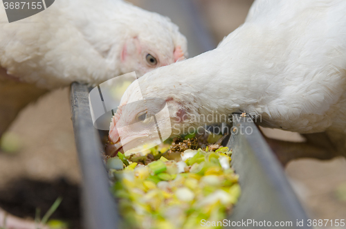 Image of Younger chickens and turkeys, chickens pecking for food in the pan