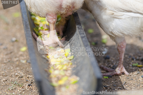 Image of Chicken chicken come to feed in the tray