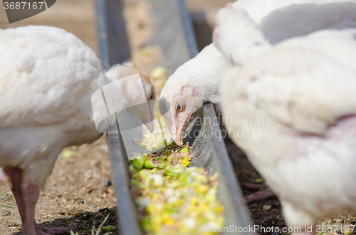 Image of Younger chickens and turkeys, chickens eat the food in the pan