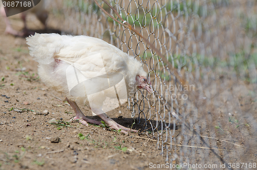 Image of The younger chick chicken wire mesh pen