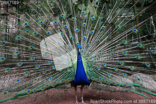 Image of Portrait of beautiful peacock 