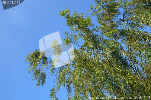 Image of Weeping willow tree