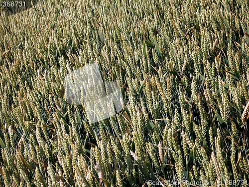 Image of corn field