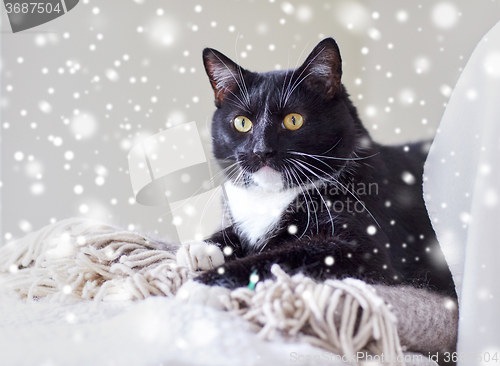 Image of black and white cat lying on plaid at home