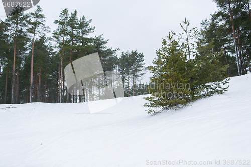 Image of winter spruce forest and snow cowered field