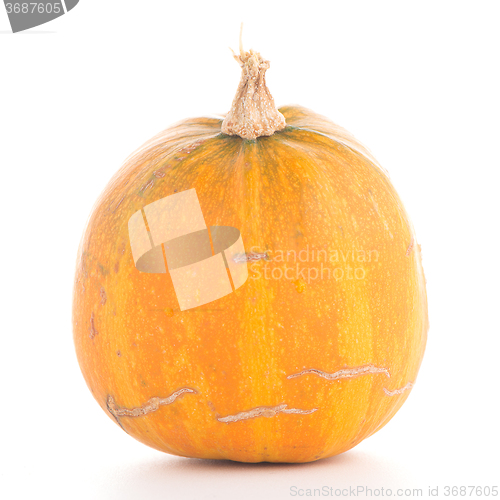 Image of Pumpkin