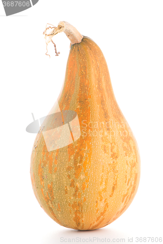 Image of Pumpkin