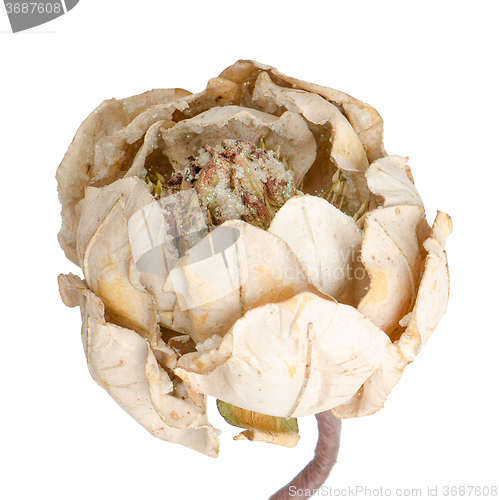 Image of Christmas decoration