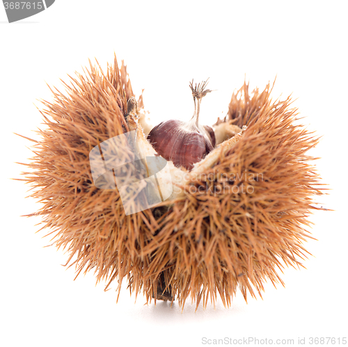 Image of Chestnuts with shell 