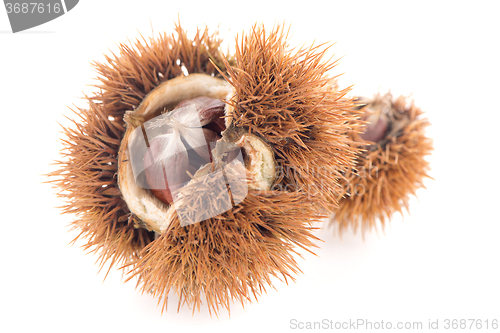 Image of Chestnuts with shell 