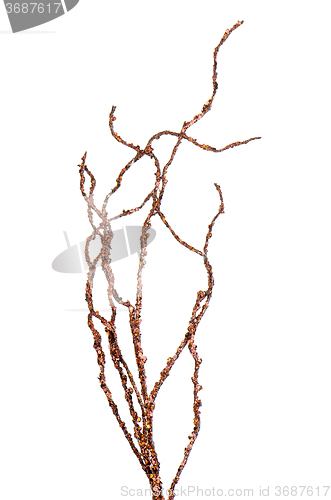 Image of Golden Christmas decoration branches