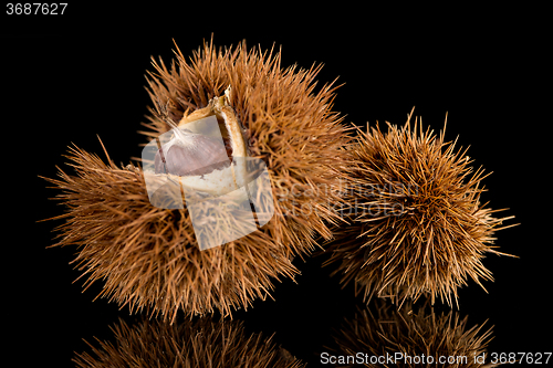 Image of Chestnuts on a black reflective background