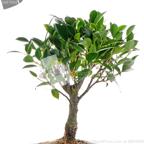 Image of Chinese green bonsai tree