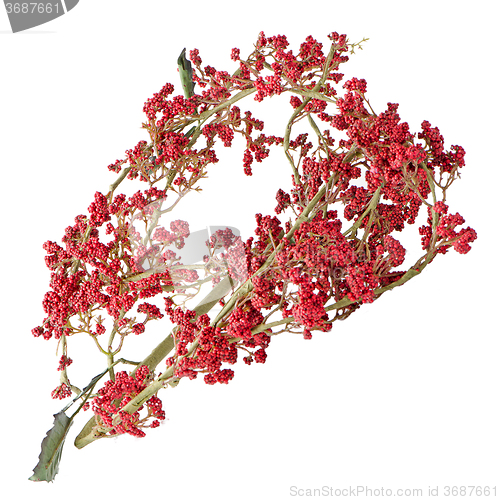 Image of Red Christmas decoration