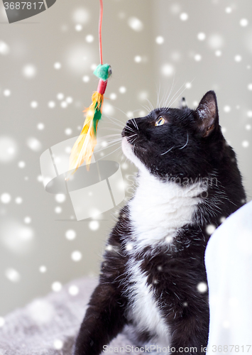 Image of black and white cat playing with feather toy