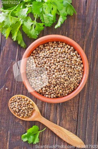 Image of coriander