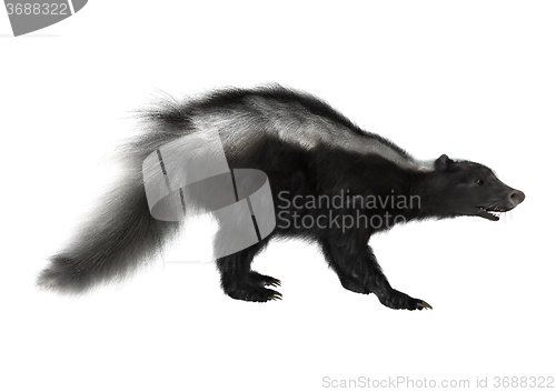 Image of Striped Skunk on White