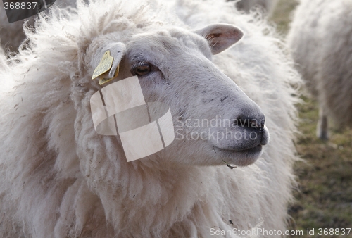 Image of Sheep