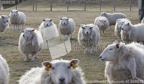 Image of Sheep