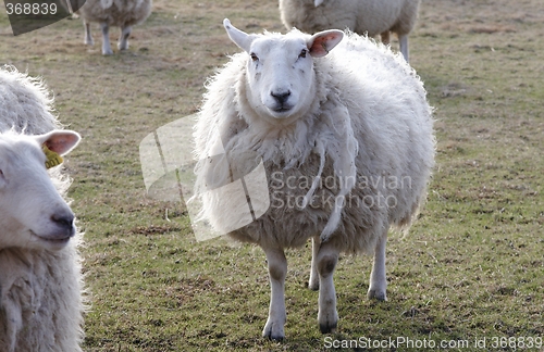 Image of Sheep