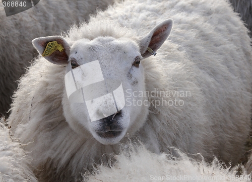 Image of Sheep