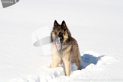 Image of Shepherd dog in the snow