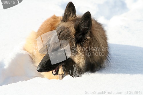 Image of Shepherd dog in the snow