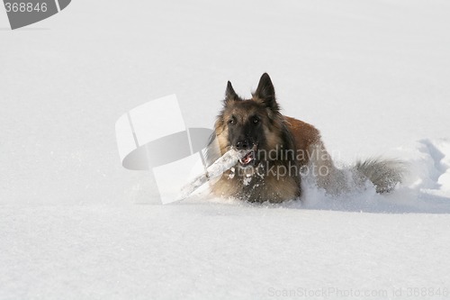 Image of Shepherd dog running in the snow