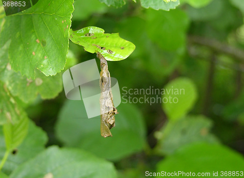 Image of Weevil Deporaus betulae