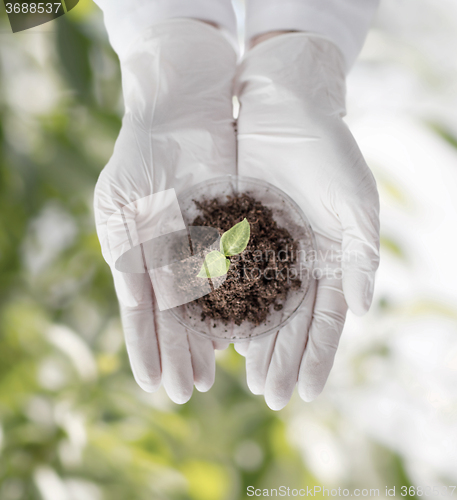 Image of close up of scientist hands with plant and soil