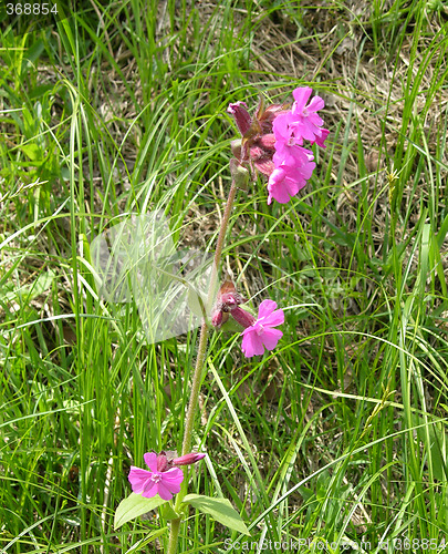 Image of Red Campion Silene dioica
