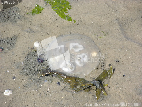 Image of Jellyfish on beach