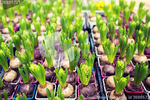 Image of close up of hyacinths seedlings at greenhouse
