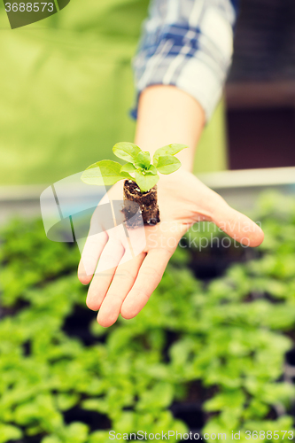 Image of close up of woman hand holding seedling sprout