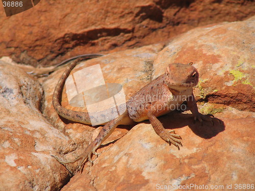 Image of lizard