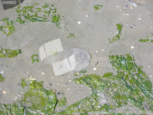 Image of Jellyfish and algae on beach