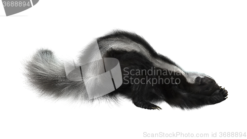 Image of Striped Skunk on White