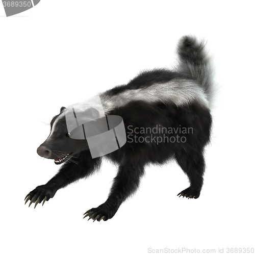 Image of Striped Skunk on White