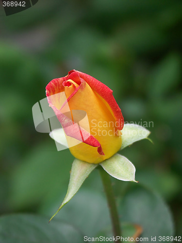 Image of alpine rose 02