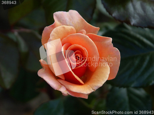 Image of alpine rose 03